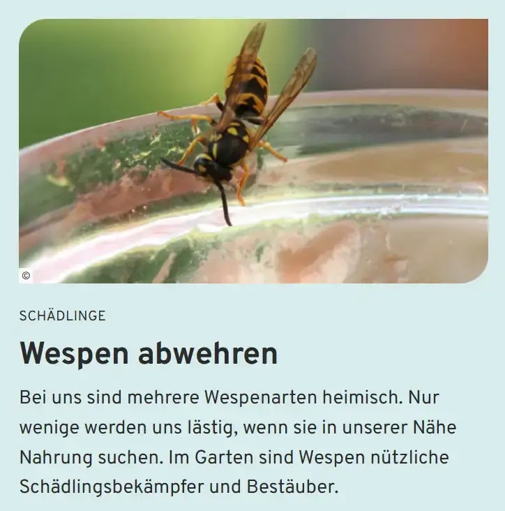 Artikelteacer Wespen abwehren